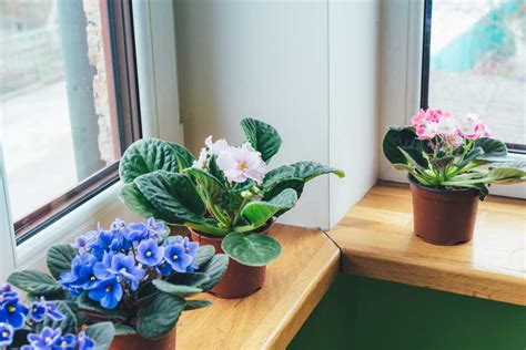 Rôznorodosť farieb a tvarov kvetov afrických fialiek