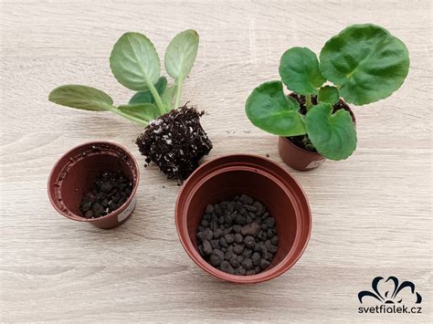 Ilustrácia procesu rozmnožovania africkej fialky z listového odrezku