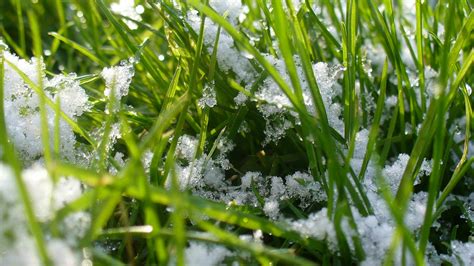 Detailná fotografia odumretých stebiel trávy so známkami mycélií po roztopení snehu.