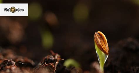 Infografika porovnávajúca klíčivosť semien v bežnom a výsevnom substráte Florcom SV75.