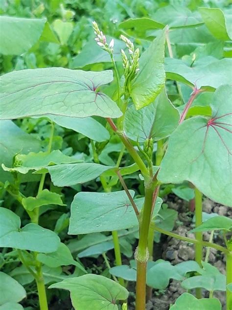 Ilustrácia rôznych rastlín vhodných na zelené hnojenie