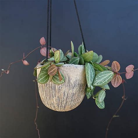 dizajnér: koláž rôznych vertikálnych záhradných riešení - palety s rastlinami, závesné kvetináče, rebrík s črepníkmi