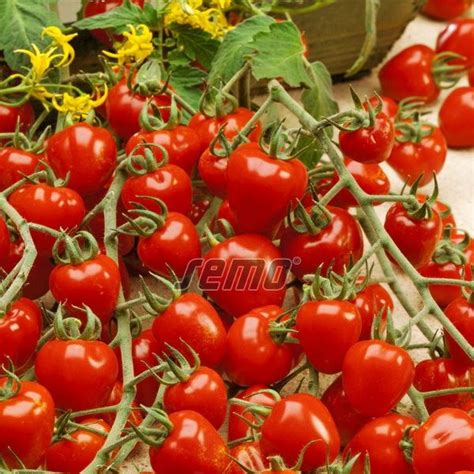 dizajnér: koláž rôznych druhov zeleniny vhodných do malých záhrad - cherry paradajky, reďkovky, bylinky v črepníkoch