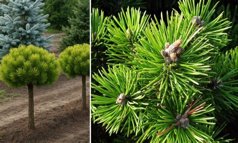 Dáždnikovitá koruna borovice píniovej na kmienku v záhrade