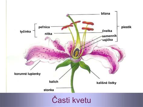 detail kvetu rastliny s vyznačenými časťami: blizna, čnelka, semenník, vajíčko