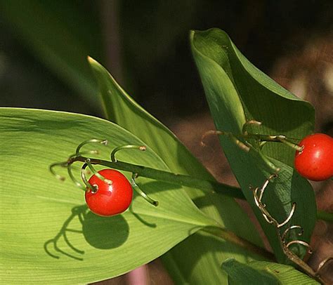 Červené jedovaté bobule konvalinky