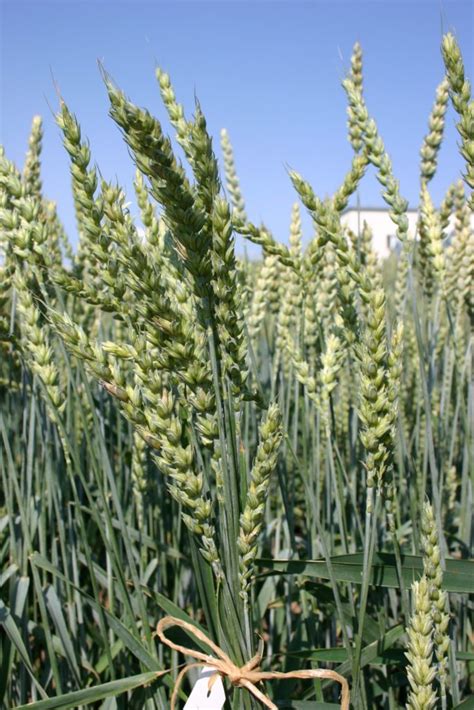 Štruktúra klasu pšenice siatej