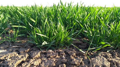 Ilustrácia prípravy pôdy pre sejbu pšenice