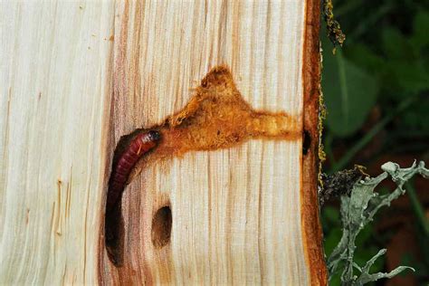 Detailná fotografia napadnutia kôry vlnačkou krvavou (vatovité výlučky)