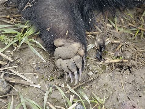 pes s príliš dlhými pazúrmi na labkách