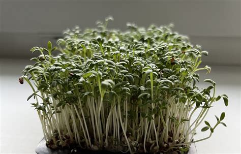 Zblízka žerucha siata, jej jemné lístky a stonky