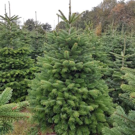 Pravidelne tvarovaná jedľa Nordmannova s typickým ihlanovitým rastom
