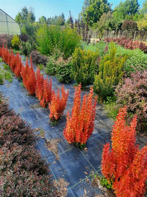 Detailná schéma hustého, zaobleného habitusu kríka Berberis thunbergii 'Orange Ice' s farebným prechodom listov