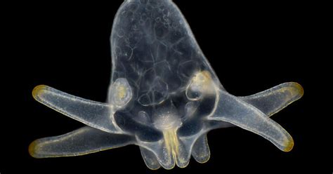 detail trichómov na kvetoch konope pod mikroskopom