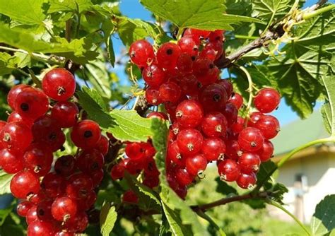 Schéma výsadby a rezu ríbezlí pre kríkové a stromčekové tvary