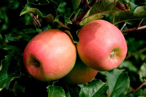 schéma rodokmeňa jablone Pink Lady (Cripps Pink) z Golden Delicious a Lady Williams
