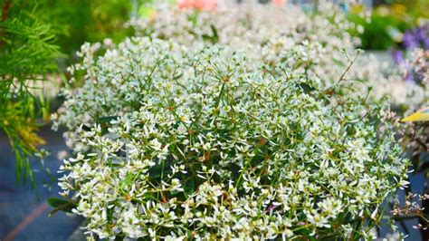 Koláž možných kompozícií s Euphorbia Diamond Frost