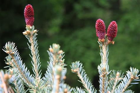 Detailný záber na typické purpurovo-modré šišky a striebristé ihličie jedle kórejskej