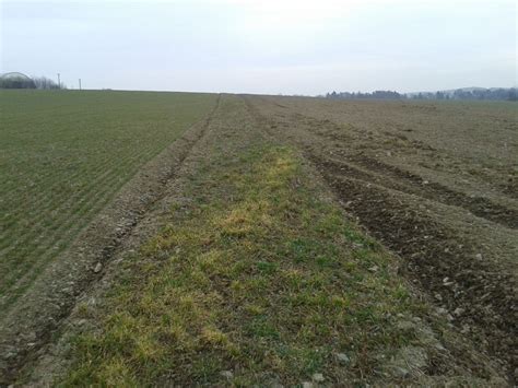 Vizualizácia správneho rozostavenia sadeníc vŕby na plantáži