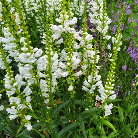 Ilustrácia rastliny Physostegia virginiana 'Alba' s bielymi kvetmi v klasovitom súkvetí