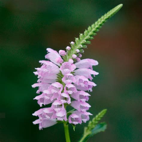 Koláž rôznych odrôd Physostegia virginiana s rozličnými farbami kvetov a listov