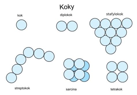 Schéma: Základné tvary baktérií (koky, bacily, spirily)