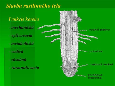 Schéma rastlinného kormusu: znázornenie koreňa, stonky a listov ako súčastí komplexného rastlinného tela.