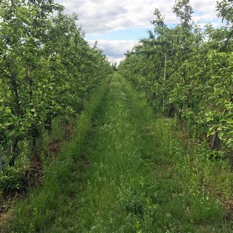 ilustrácia ovocného sadu s dospelými stromami