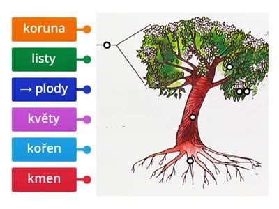 schéma koreňového systému ovocného stromu s vyznačením zóny hnojenia
