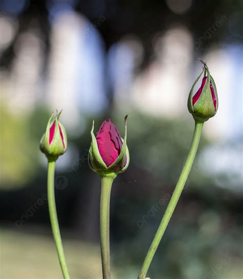 Fotografia kvitnúcich púčikových vresov (Bud Bloomers)