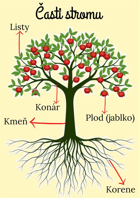 Infografika znázorňujúca cyklus rastu ovocného stromu v ekologickom systéme