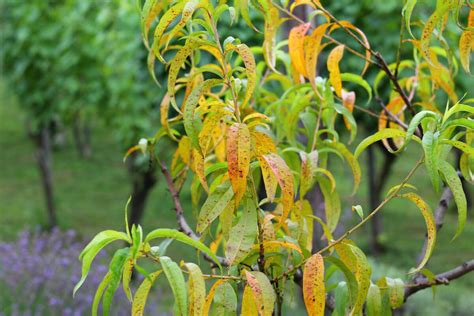 Ilustrácie znázorňujúce najčastejšie choroby a škodcov ovocných stromov