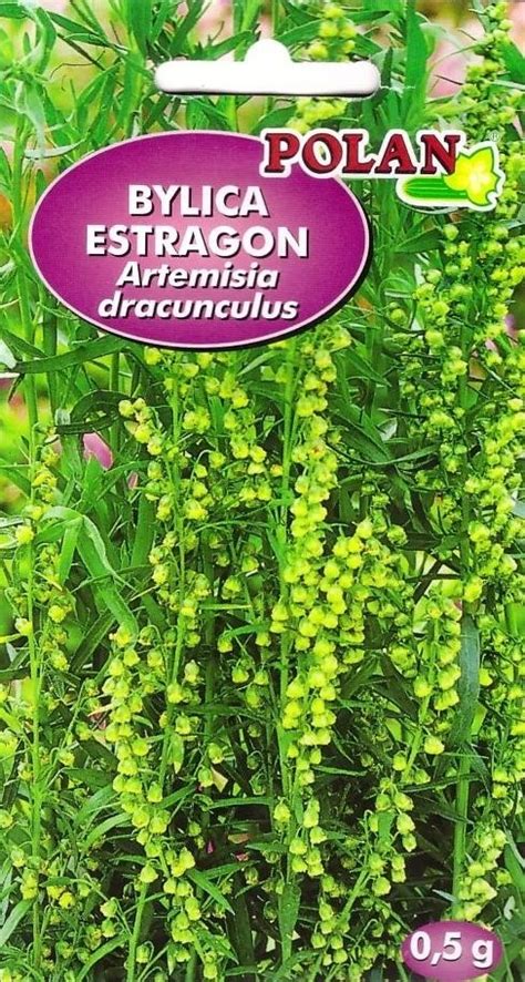 Detailná schéma rastliny palina dračia (estragón) so znázornením listov a kvetných úborov.