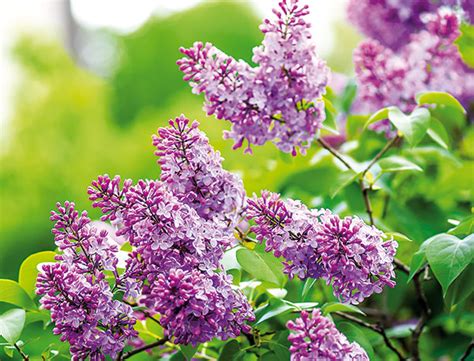 Tematické foto kvitnúceho orgovánu v záhrade