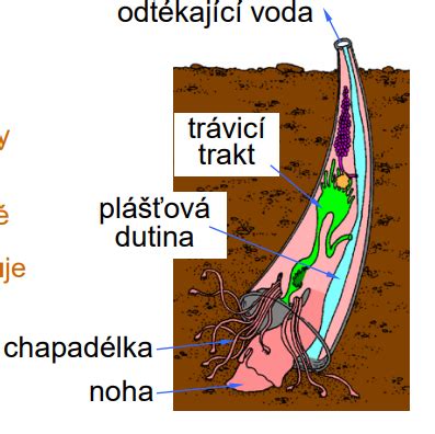 ilustrácia sadeničiek v supresívnom substráte s ochrannými mikroorganizmami