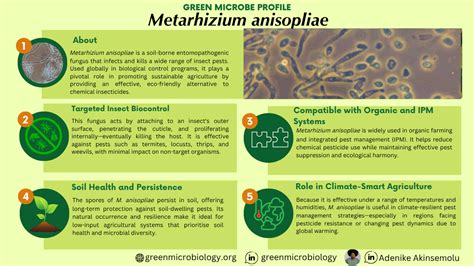 infografika o mechanizme účinku Trichoderma a Metarhizium proti škodcom