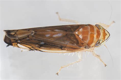 Schéma šírenia fytoplazmy prostredníctvom cikády Scaphoideus titanus vo vinohrade