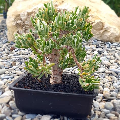 Tematické foto sukulentu Crassula ovata 'Gollum' s detailom na listy