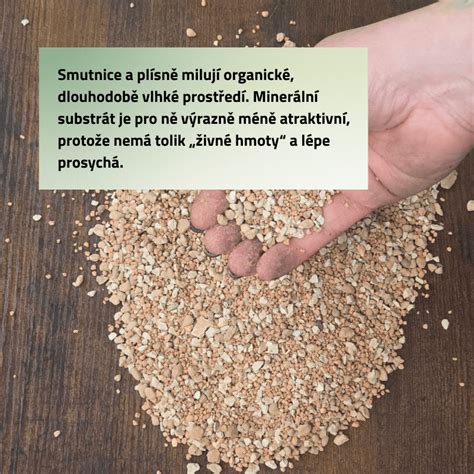 Detailná fotografia bieleho podhubia prerastajúceho substrát v pestovateľskom boxe.