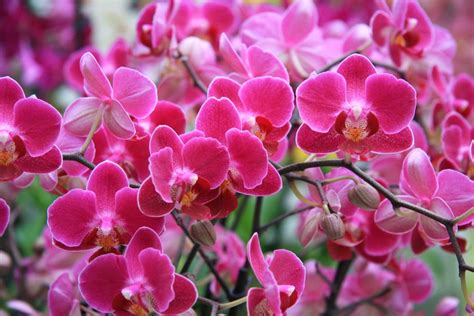 Ilustračná fotografia krásnej kvitnúcej orchidey v interiéri