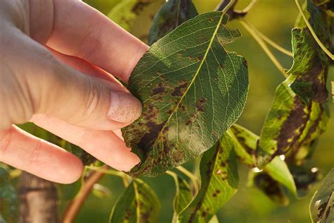 ilustrácia rôznych typov hnedých škvŕn na listoch rododendronu