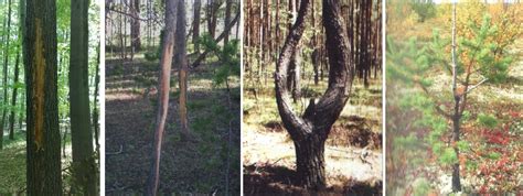 Tematické foto: Poškodenie kôry stromov zverou