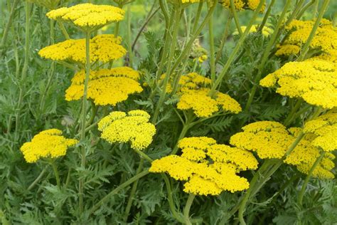 Tematické foto rebríčka obyčajného v záhrade