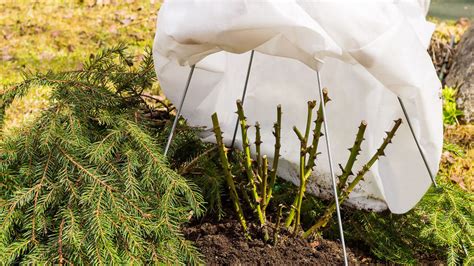 Ilustrácia zazimovania ruží nakopcovaním zeminy