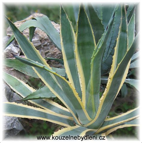 Detail ostnatého okraja listu agáve