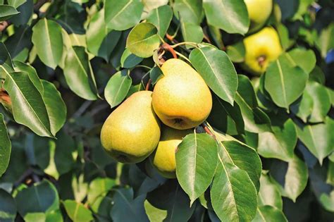 Zimná odroda hrušky Dicolor s úzko pyramidálnou korunou a bielymi kvetmi