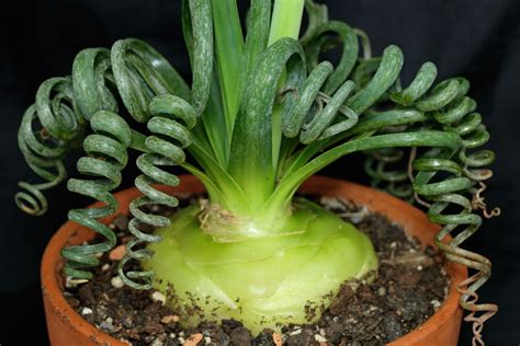 Tematické foto Albuca spiralis s výraznými špirálovitými listami a kvetmi