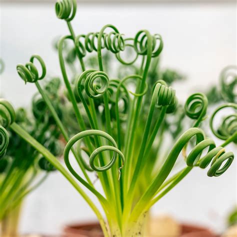 Detail kvitnutia Albuca spiralis