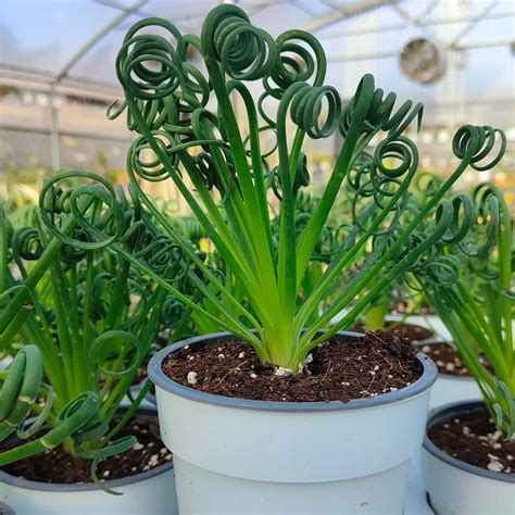 Infografika: požiadavky na svetlo, vodu a pôdu pre Albuca spiralis