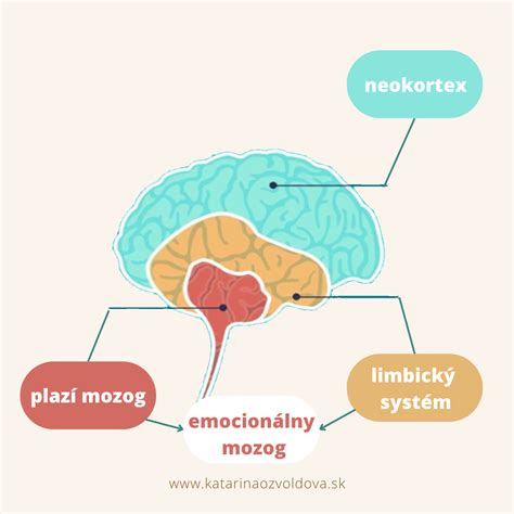 Schéma evolúcie mozgu podľa MacLeana (plazí, limbický, neokortex)